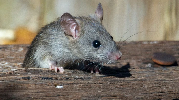 Nagetiere für immer aus Hühnerställen und Scheunen vertreiben: eine alte bäuerliche Methode, die immer funktioniert