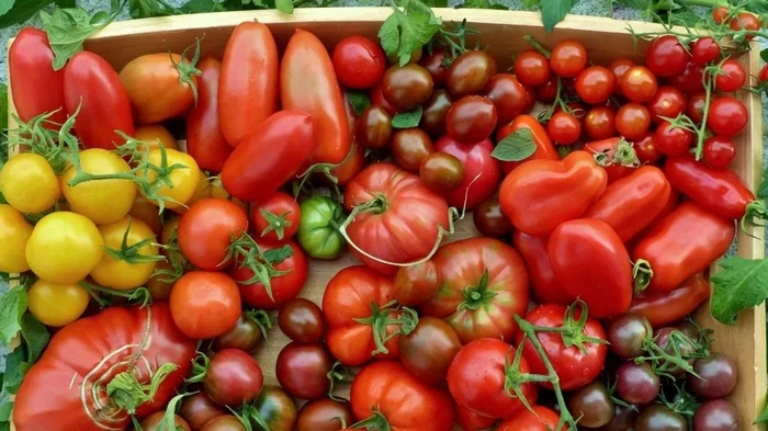 Beliebte Tomatensorten, die die Erwartungen nicht erfüllt haben, und warum das so ist