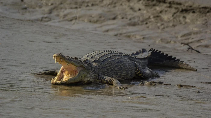 Was ist der Unterschied zwischen einem Krokodil und einem Alligator: Wo sind die gefährlichen Raubtiere?